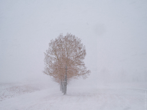 one last blast of winter. this week we had a legitimate blizzard roll through. I got out for an hour