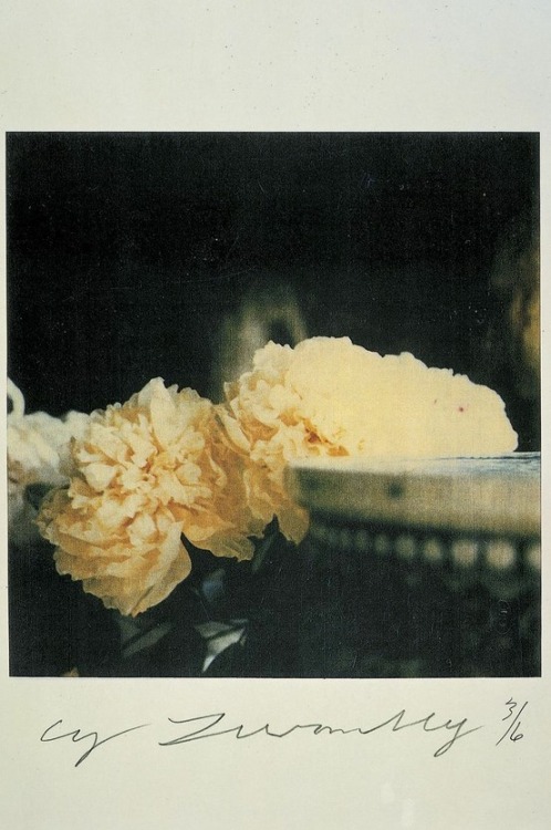 lapitiedangereuse:cy twombly - “peonies, bassano in teverina, 1980”, color dry-print after polaroid.