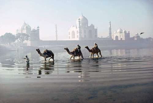 fotojournalismus: Camels crossing the river Yamuna, Agra, Uttar Pradesh, 1981. Photo by Roland 