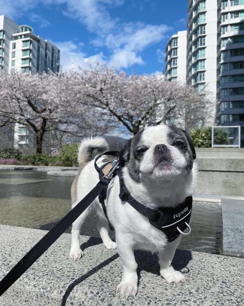 My pup Ross loves Cherry Blossom season 