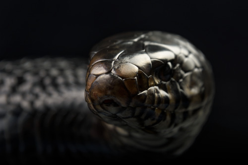 Typhon (Eastern indigo snake)