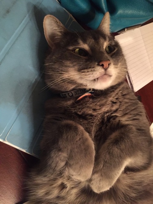 smokeycrossing: Smokey is my good little baby boy.