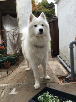 cloudthesamoyed:  🌿🌸😛 