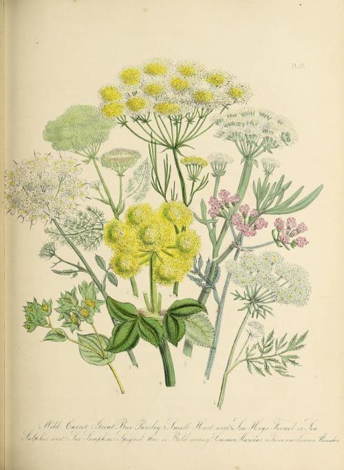 heaveninawildflower:Botanical illustrations taken from ‘British Wild Flowers’ by Jane Loudon. Publis