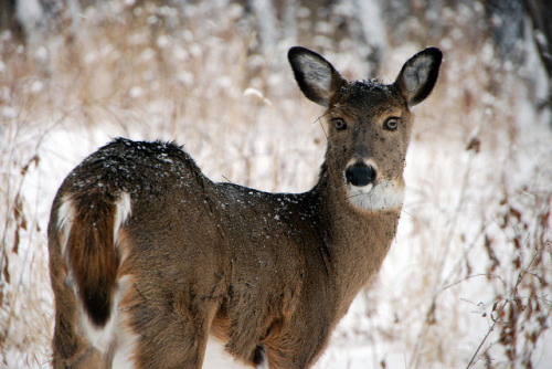 Goat Eyed Deer, Miami Woods PR, December 14, 2013 134 full by stew says ישעיה טשערויין on Flickr.