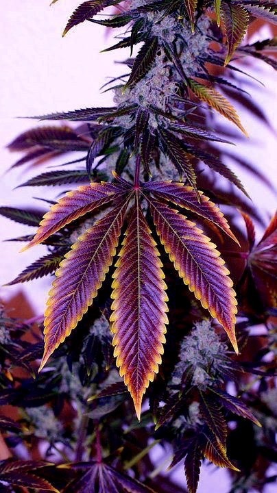 skunktastic:  Purple kush.