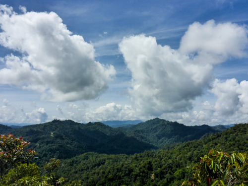 postcardsfromfelix:Wolken über Regenwald