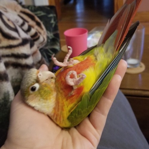 acupofconure: Nothing like lounging about on a Sunday! (If only I could be just as lazy today!)