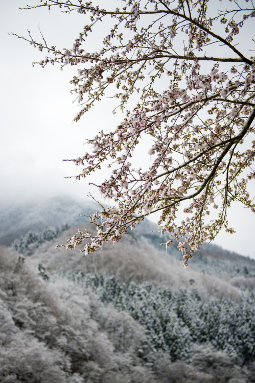 fuckyeahjapanandkorea: 雪桜 by shinichiro*