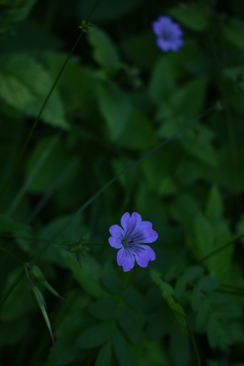 wild flowers