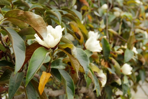 2.6.17 - Magnolia doltsopa &ldquo;silver cloud&rdquo;. I saw some beautiful flowering trees 