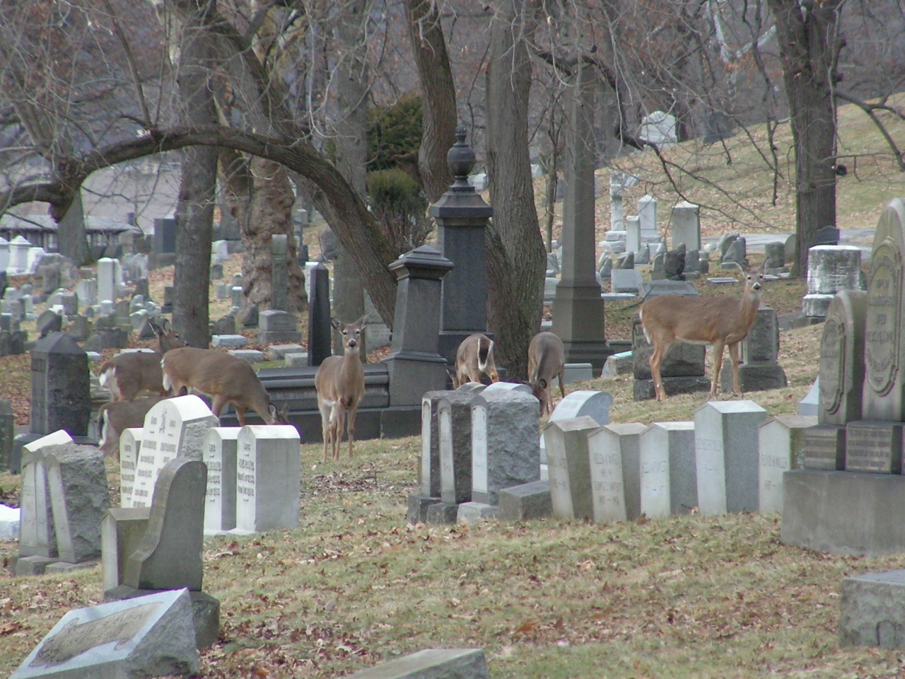 g63heavenonearth:  Allegheny Cemetery 1-13-14-25
