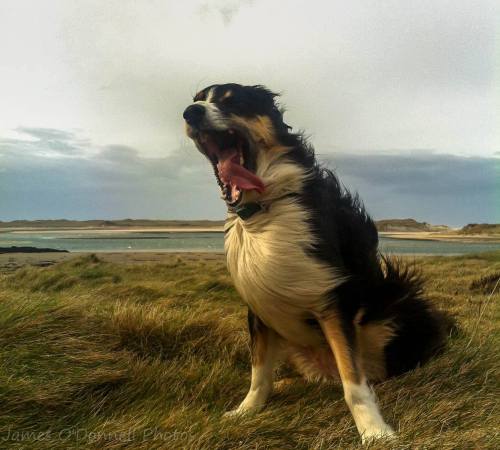 knusprig-titten-hitler:  “Windy day in Ireland.” 