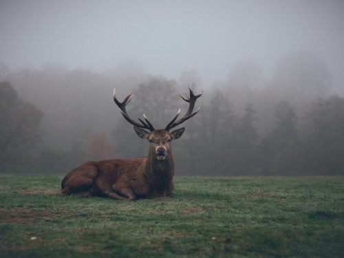 animalkingd0m:  Stag by John H. Wilton