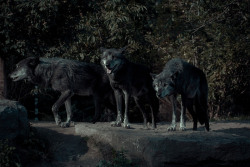 wolveswolves:  By Natan Vance