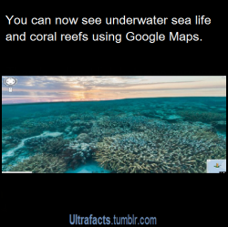 ultrafacts:  bat-tastic:  ultrafacts:  Source For more facts, follow Ultrafacts  WHAT  This is the site: https://www.google.com/maps/views/streetview/oceans You can explore the oceans by yourself   