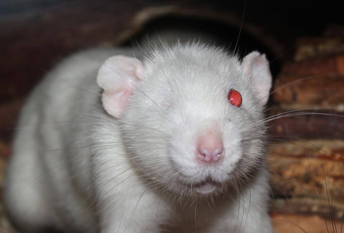 Почему крыса стала. Крыса белая альбинос Дамбо. Крыса Дамбо белая с красными глазами. Крыса Дамбо с красными глазами. Крыса Дамбо белая с черными глазами.