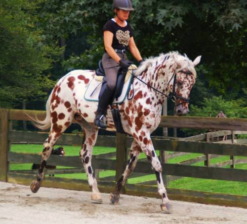 all-the-horses: HBF Limited Edition Butterwap Confetti x PinjaraAmerican Warmblood, Gelding16.3hhBor