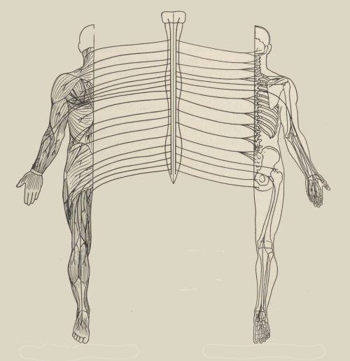 nemfrog:“Somatic afferent component.” The form and functions of the central nervous