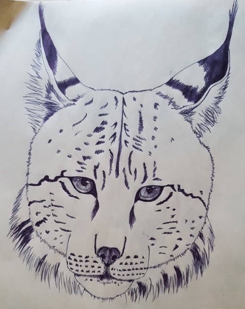 Also in the spirit of Inktober, a lynx done in ballpoint pen. I can’t find another to finish it up, 