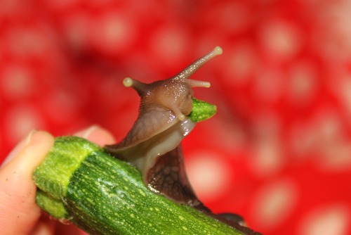 What is this, a marrow for snails?!