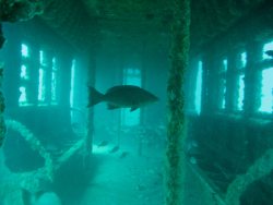 sixpenceee:  An NY subway car, 5 years after it’s retirement. This is located in the Atlantic ocean, off the coast of Delaware to South Carolina. 2,500 cars were put there from 2007 - 2010 by the NY MTA.  