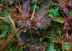 mari-hj:  Micro landscape I found some fascinating