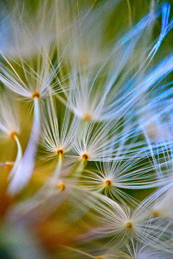 Chronicles of a Love Affair with Nature