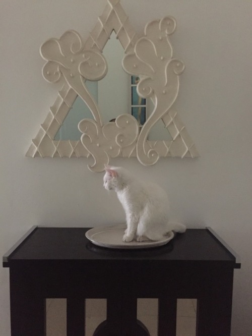 Cats, Cats, Cats!
