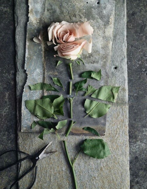beautifullybrokenopheliastill: deconstructed rose… 