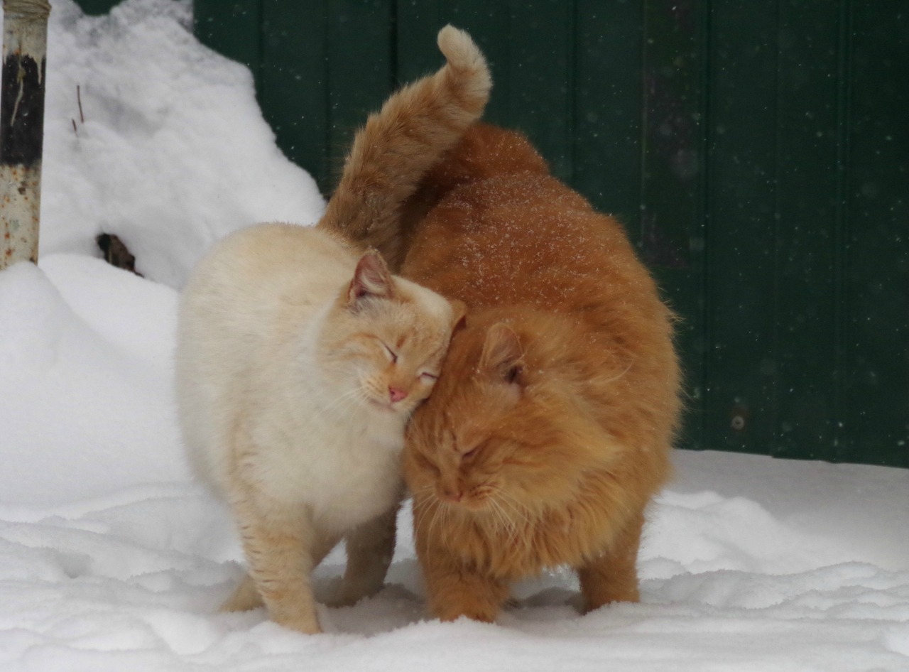 mostlycatsmostly:(via maximaff)