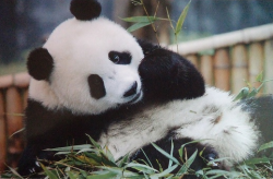 Giantpandaphotos:  © Carole Anne. 