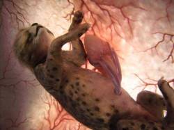 amroyounes:  National Geographic captured these stunning images of different animals while inside their mothers womb.The above is a LeopardChihuahuaSnakeSharkHorseCatDolphinDogLionElephant