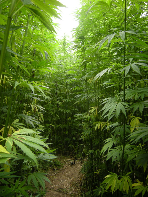 Yet Another Reason to Love Hemp: Phytoremediation Hemp is making a comeback in the United States, an