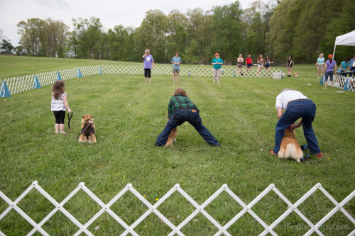 wafflesthecorgi:Corgi Fun Fair 2014