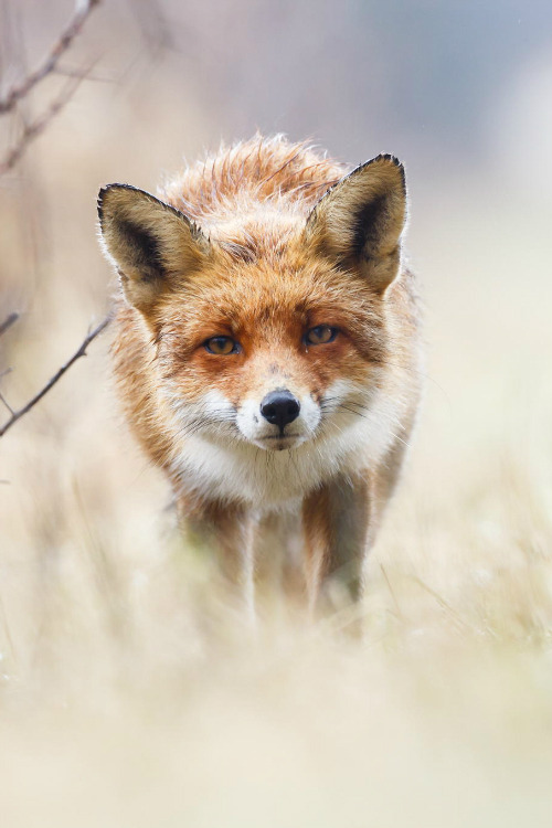mystic-revelations:  Red Fox By Pim Leijen adult photos