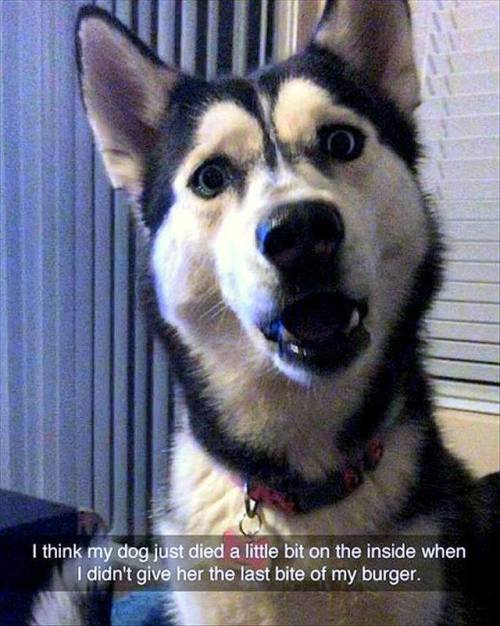 animalsnaps:More husky snaps
