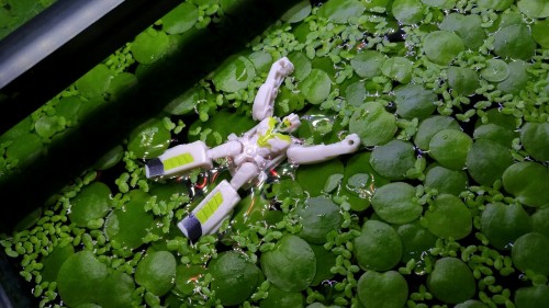 today I learned that Minimus is small enough to allow frogbit to support him