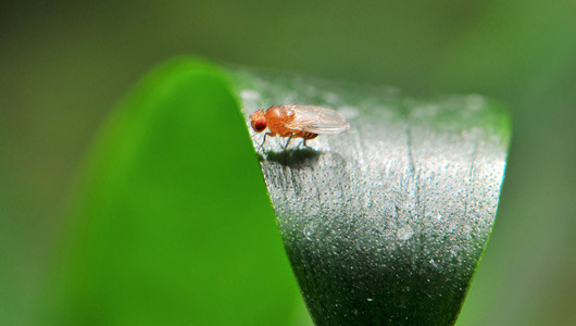 8 ways to make war on fruit flies
Fruit flies can be a real pain, but there are ways to fight back.