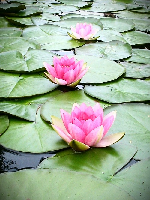 area-9:  You must be a lotus, unfolding its petals when the sun rises in the sky,
