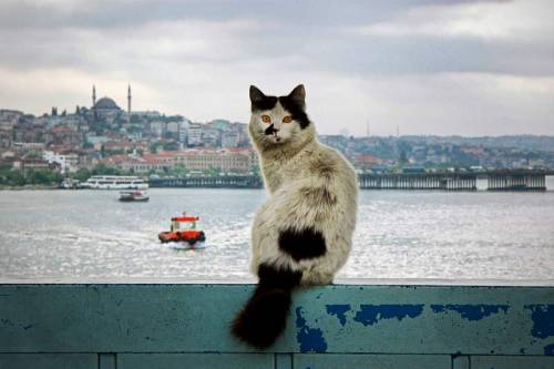 Bugün 4 Ekim, Dünya Hayvanları Koruma Günü. Bizim hayatımızı renklendiren, keyiflendiren can dostlar