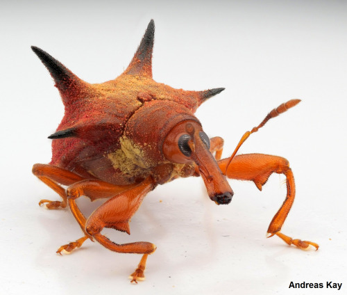 onenicebugperday:Spiny weevil, Prionomerus sp.?, CurculionidaePhotographed in Ecuador by Andreas Kay