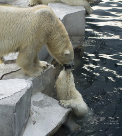 magicalnaturetour:  Photo by pipitus ~ Polar love