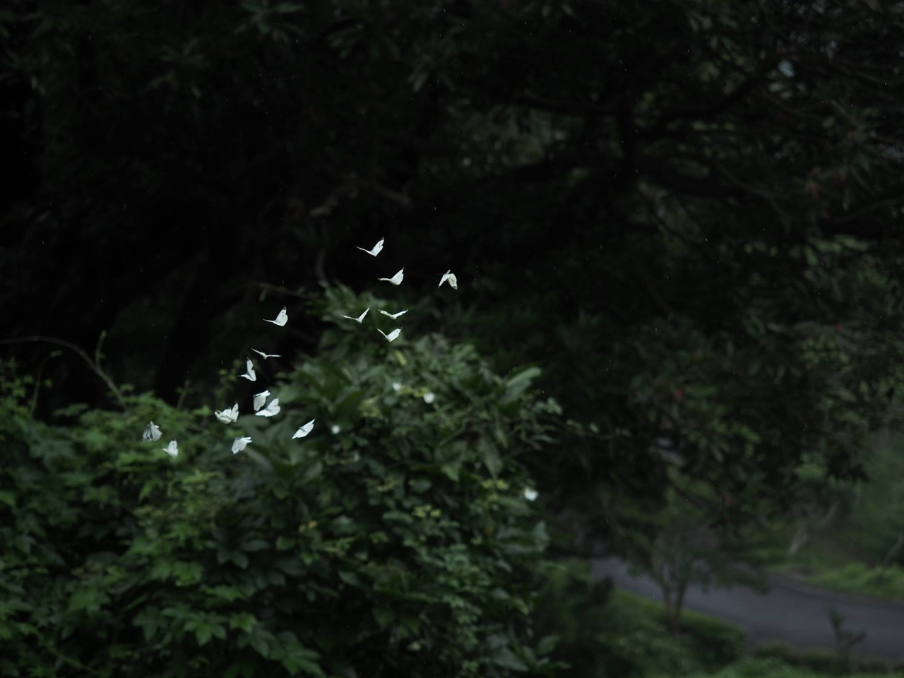 megarah-moon:   “Quatre Saisons“ by   Takako Ugachi    