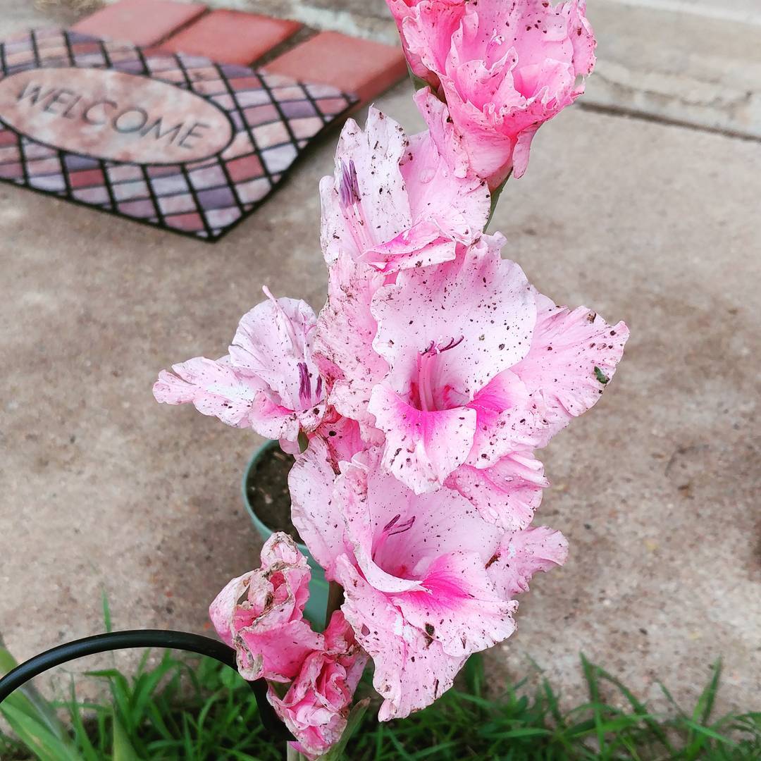 We finally got back to Colorado to come home and find a thriving garden :) The rain