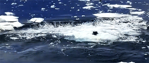 acetheticallynice:pinnsvinn: This seal (who we aptly named Velcro The Wonder Seal, aka Kevin) surviv