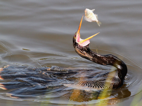 ainawgsd:The anhinga (Anhinga anhinga), sometimes called snakebird, darter, American darter, or wate