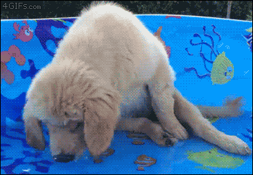 4gifs:  “Why can’t I catch these fish?” [video]