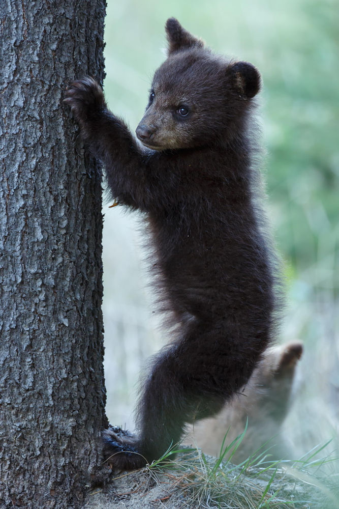 fuck-yeah-bears:  Look at me by Menno Schaefer