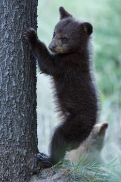 Fuck-Yeah-Bears:  Look At Me By Menno Schaefer